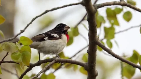 Rose breasted grosbeak perched on a leafy tree branch looking around in nature Stock Footage 325610992