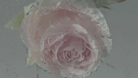 Rose in Bubbling Water Background Stock Footage 77774214