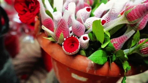 Rose in Bucket Stock Footage 320958777