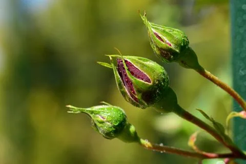 Rose bud on blurred background Stock Photos