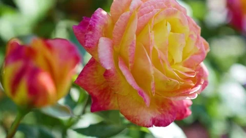 Rose Bud close up after rain Vidéo 77835107