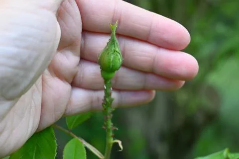 Rose Bud Close-Up with Copy Space, Floral Nature Concept Photos