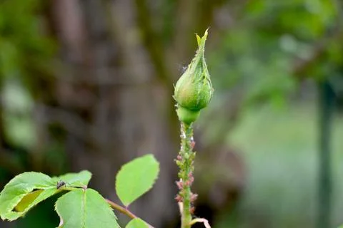 Rose Bud Close-Up with Copy Space, Floral Nature Concept Fotos Stock