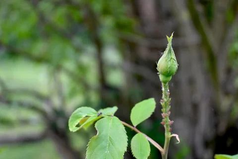 Rose Bud Close-Up with Copy Space, Floral Nature Concept 库存照片