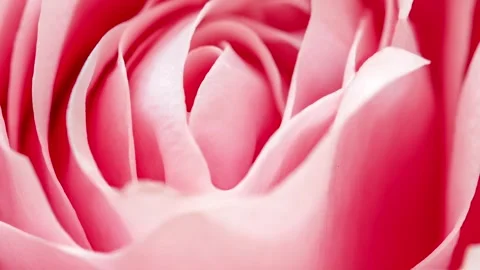 Rose bud close-up, selective focus, rotating, turning 스톡 동영상 242361278