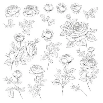Rose bud collection. Elements of roses isolated on white background. Bouquet of Stock Illustration