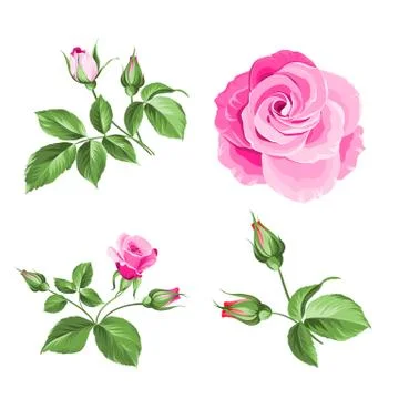 Rose bud collection. Elements of roses isolated on white background. Bouquet of Stock Illustration