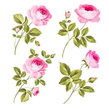 Rose bud collection. Elements of roses isolated on white background. Bouquet of Stock Illustration