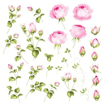 Rose bud collection. Elements of roses isolated on white background. Bouquet of Stock Illustration