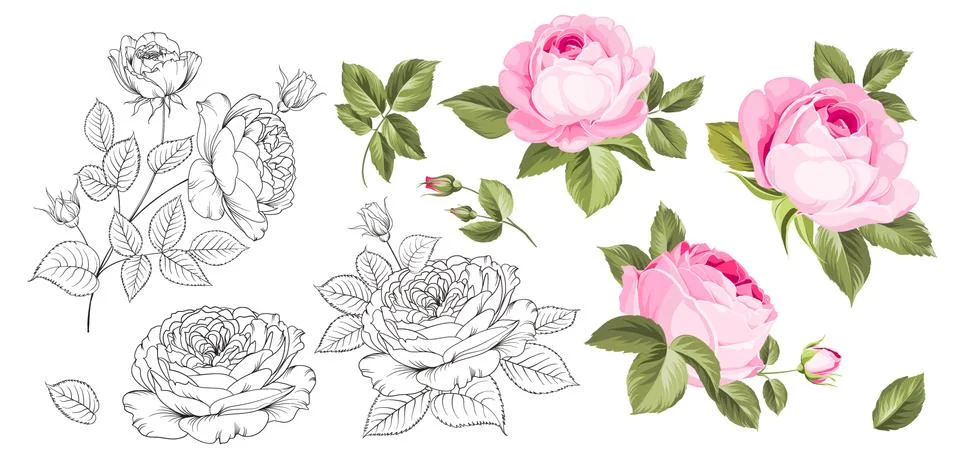 Rose bud collection. Elements of roses isolated on white background. Bouquet of Stock Illustration
