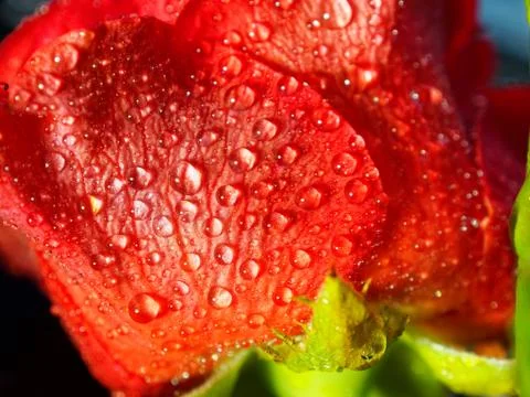 Rose bud in drops close up. Side view. Stockfoto's