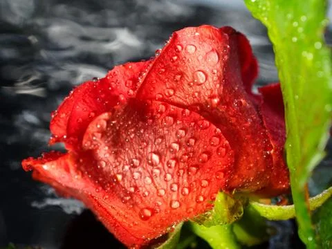 Rose bud in drops close up. Side view. Foto stock