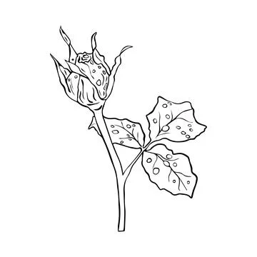 Rose bud flower with dew drops hand drawn in sketch style. Vector illustratio Stock Illustration