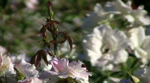 Rose bud Vídeo Stock 339052