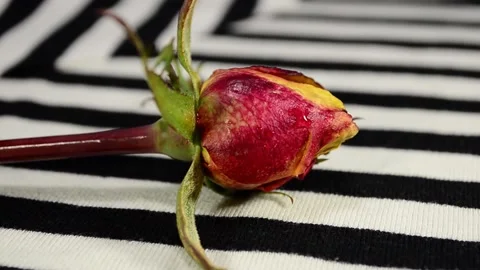 Rose bud Video stock 143698110