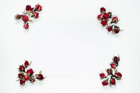Rose bud frame corners on white background Foto stock