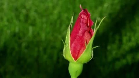 Rose bud garden (2) Stock-Footage 8921255