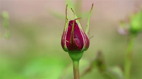 Rose bud in a garden Stock Footage 68102813