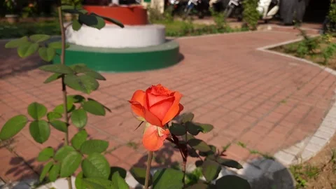 Rose bud in garden. Stock Footage 166819739