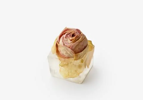 Rose bud in ice cubes on white isolated Foto stock