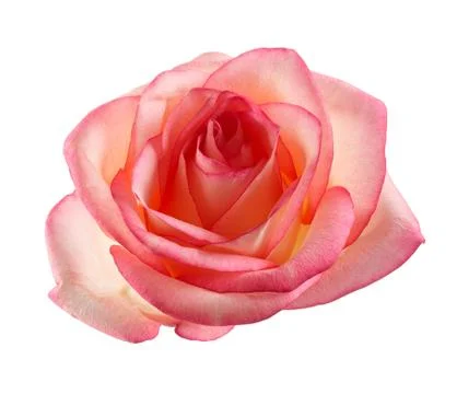 Rose bud isolated on white background. Stock Photos