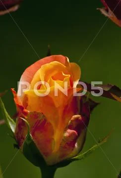 Rose bud opening Stock Photos