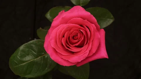 A rose bud opens. Time-lapse. Stock Footage 142639866