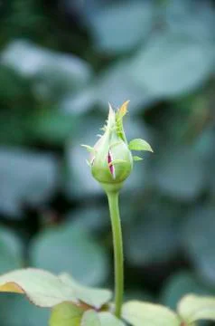 Rose bud Stock Photos