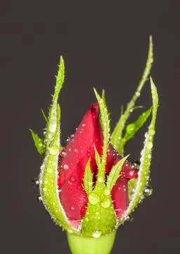 Rose bud Stock Photos