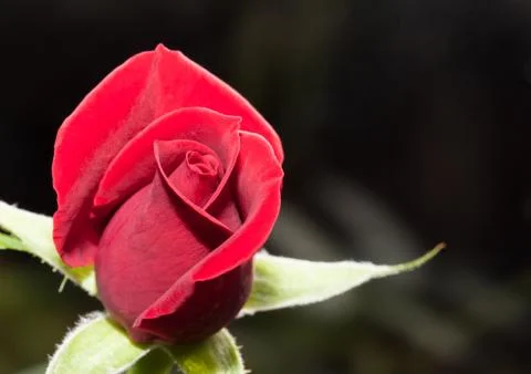 Rose bud Stock Photos