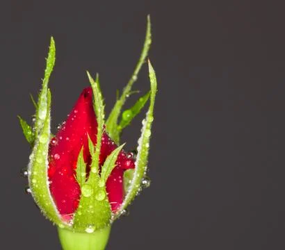 Rose bud Stock Photos