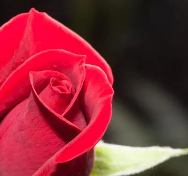 Rose bud Stock Photos