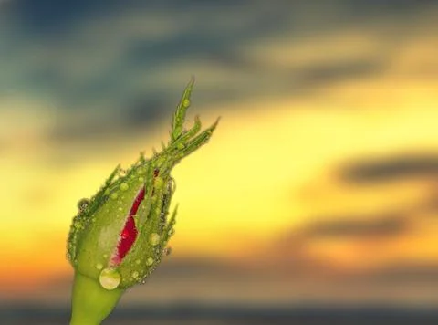 Rose bud Stock Photos