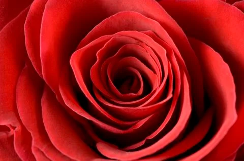 Rose bud Fotos de archivo