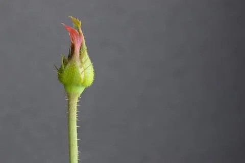 Rose bud Stock Photos