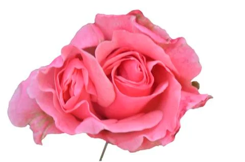 The rose bud Stock Photos