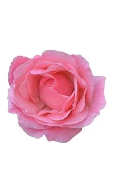 The rose bud Stock Photos