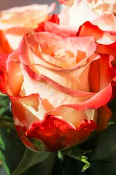 Rose bud Stock Photos