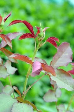 Rose bud Stock Photos