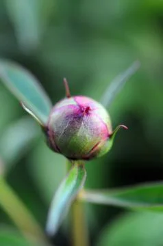 Rose bud Stock Photos