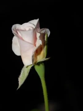 Rose Bud Stock Photos