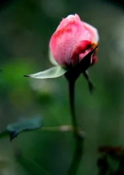 Rose bud Stock Photos