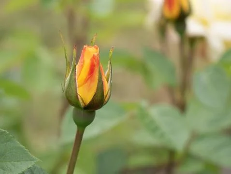 Rose bud Stock Photos