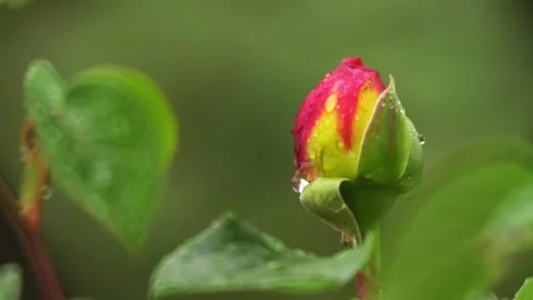 Rose bud with raindrops, close up selective focus, blurred foreground Stock Footage 154006156