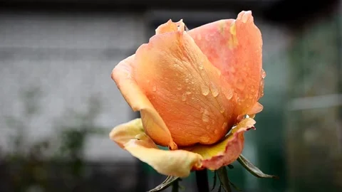 Rose bud with raindrops 스톡 동영상 142328411