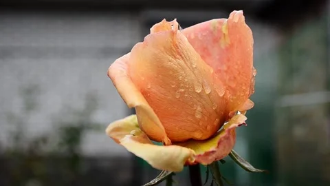 Rose bud with raindrops Stock Footage 142328608