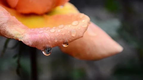 Rose bud with raindrops Stock Footage 142328664