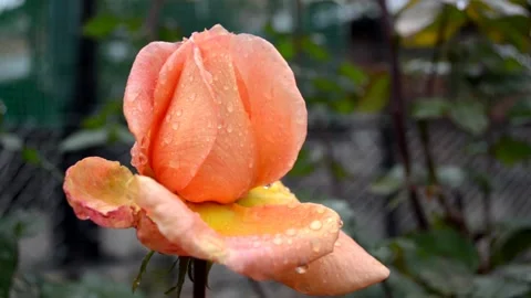 Rose bud with raindrops Stock Footage 142328672