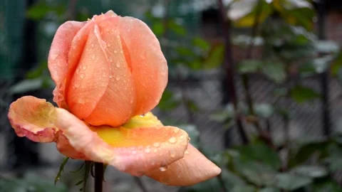 Rose bud with raindrops Stock Footage 142328733