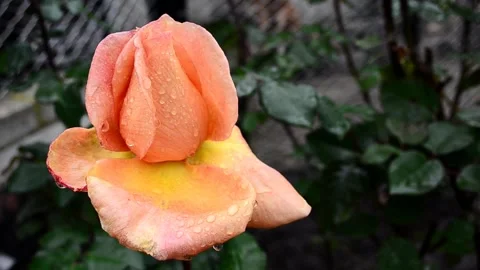 Rose bud with raindrops Stock Footage 142329125